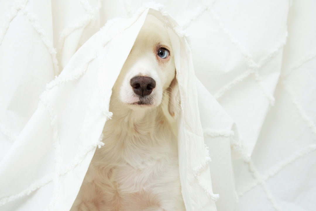 Peur des chiens