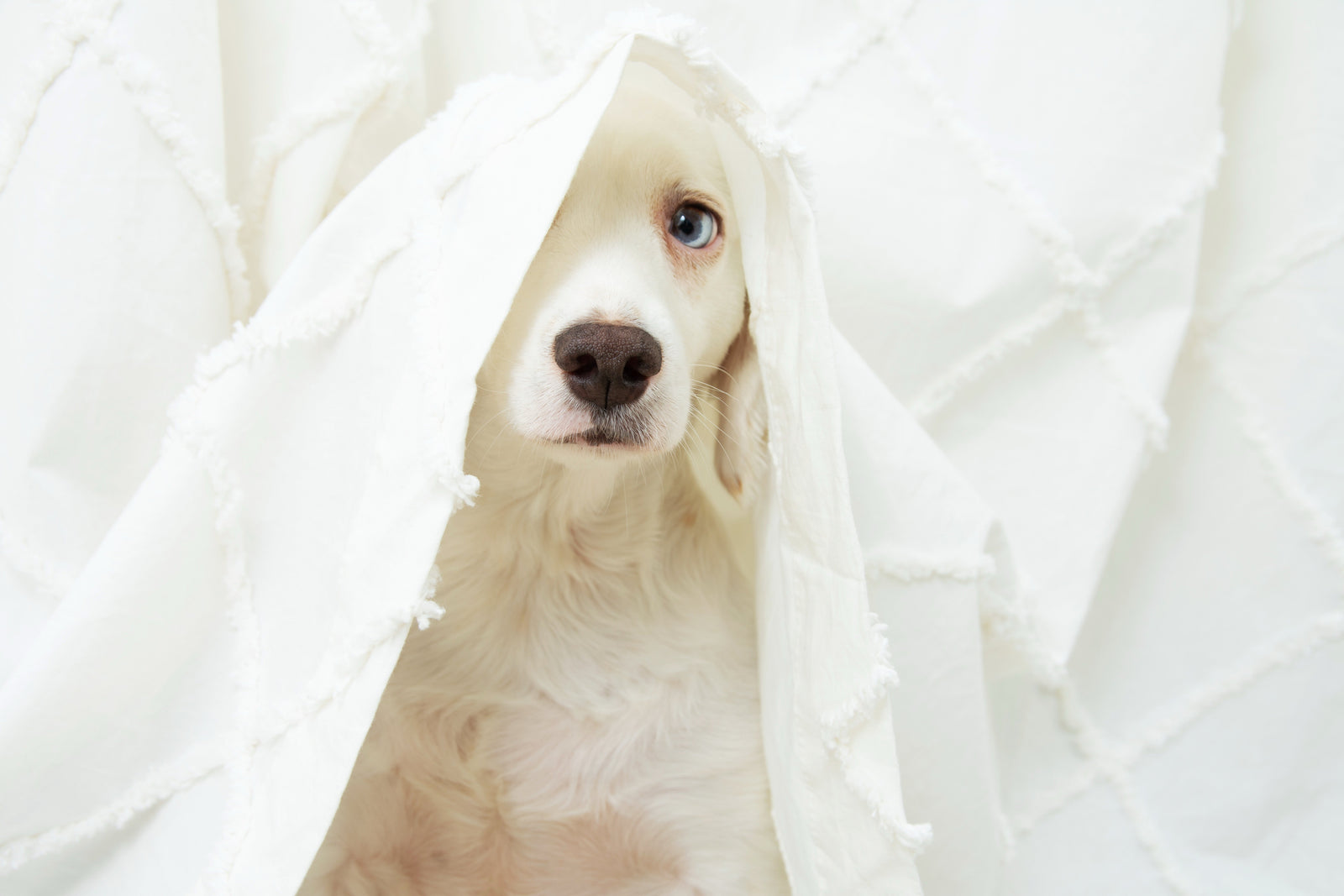 Angst vor Hunden