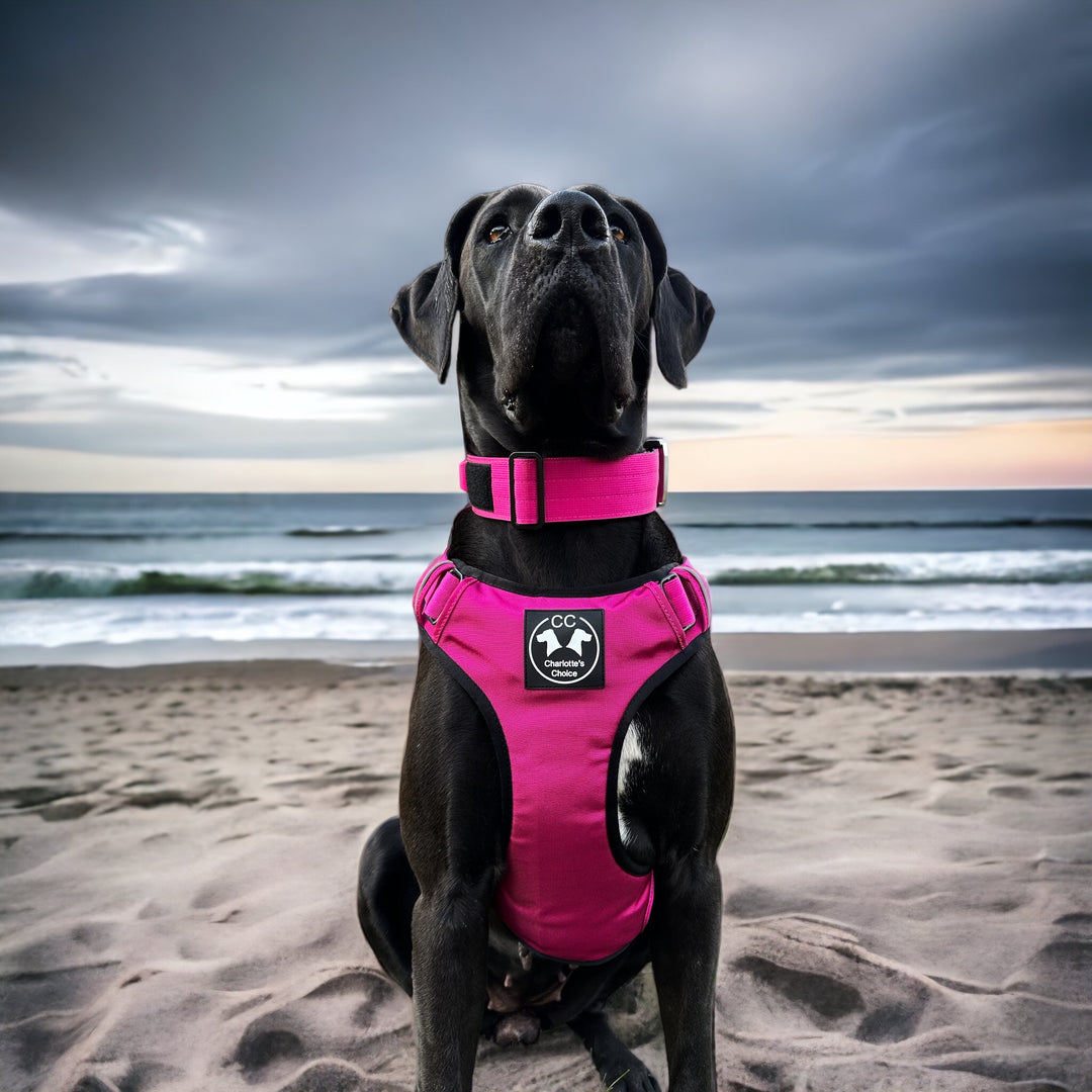 Welches Geschirr für welchen Hund?