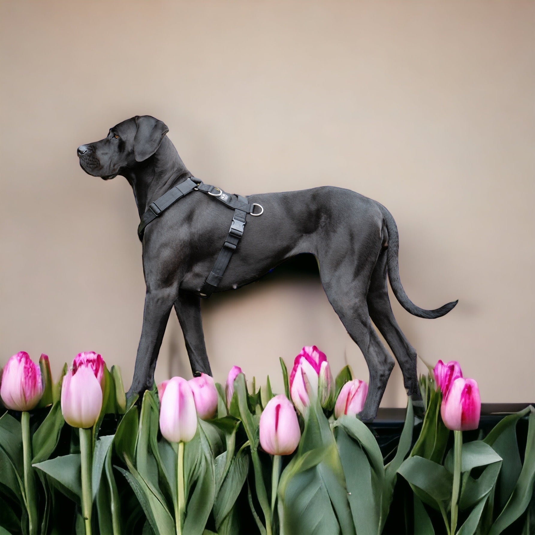 Brustgeschirr grosse Hunde