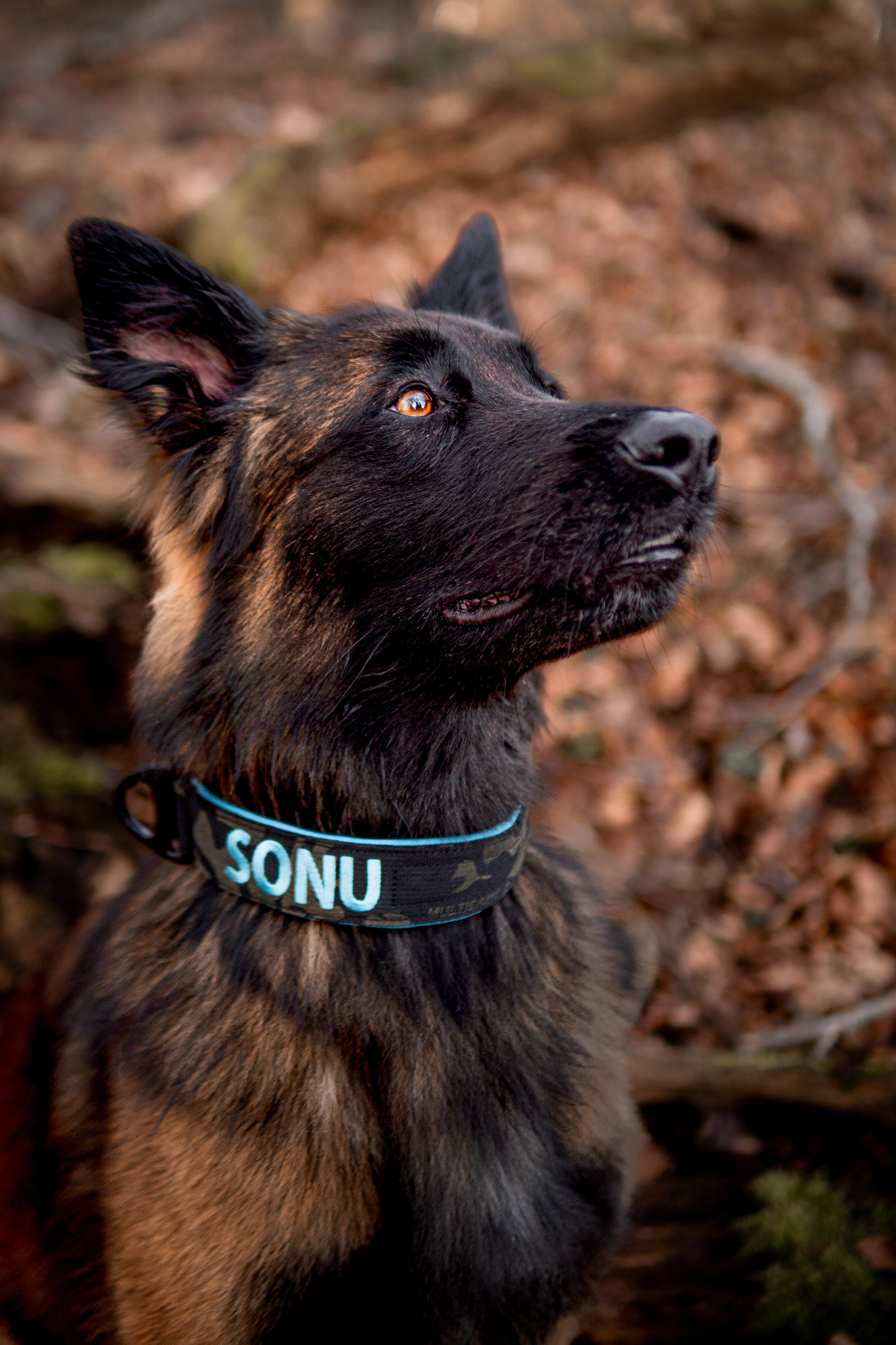Hundehalsbänder für grosse Hunde