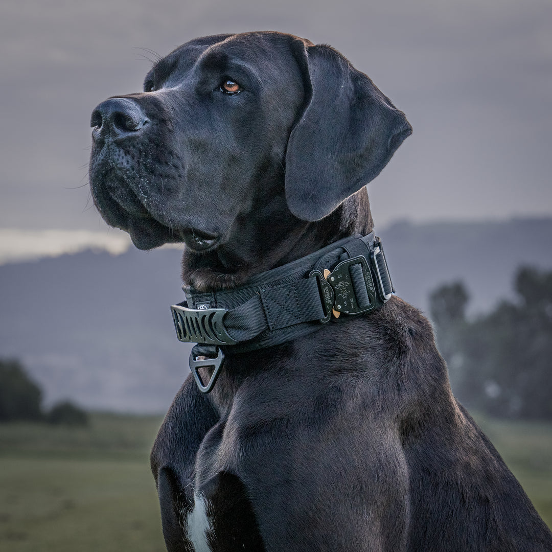 Halsband für grosse Hunde breit mit Griff und Sicherheitsschnallen