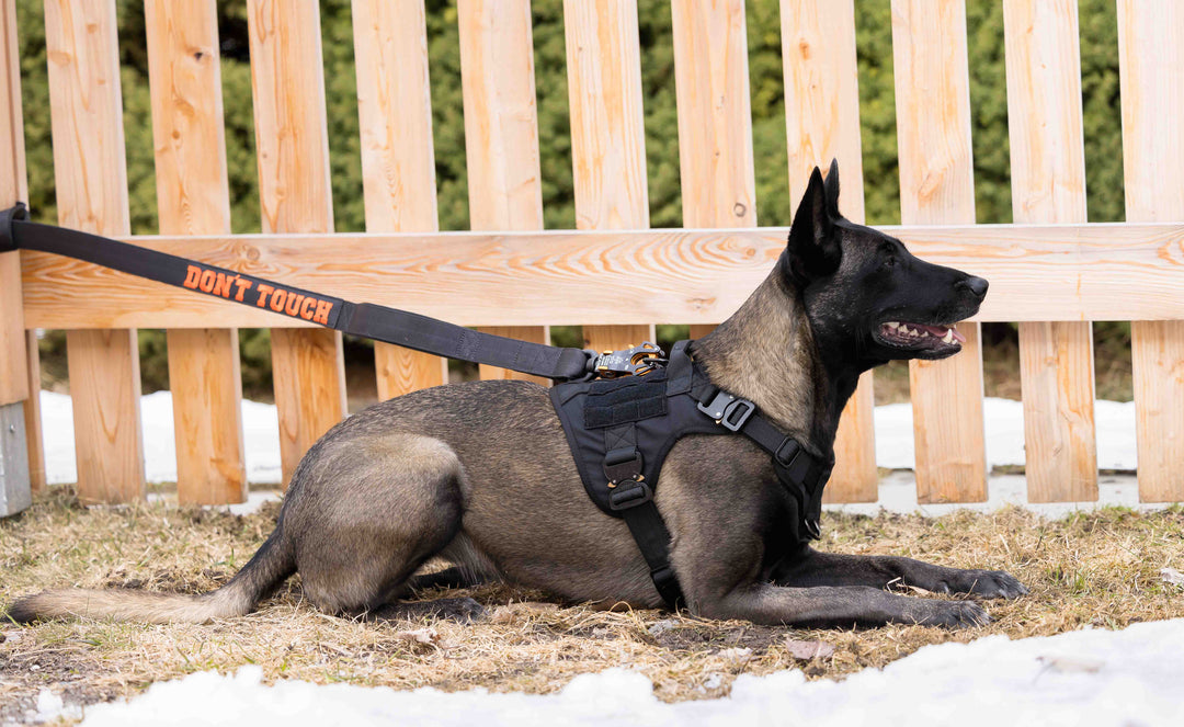 On Duty Massiv-Leine Kong Frog 360 Don't Touch für sehr grosse-sehr starke Hunde