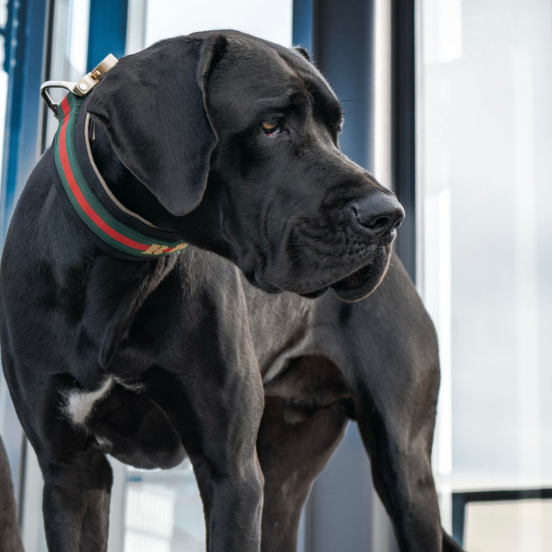 Luxus Heavy Duty Halsband 5 cm /7 cm/ 10 cm für grosse Hunde (zusätzliche Polster-Unterlage)