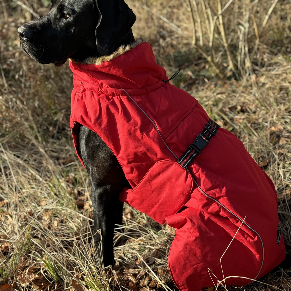 Hundemantel Cane Corso