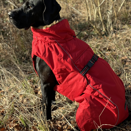 Hundemantel Cane Corso