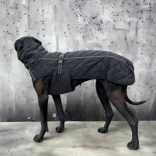 Regenmantel grosse Hunde
