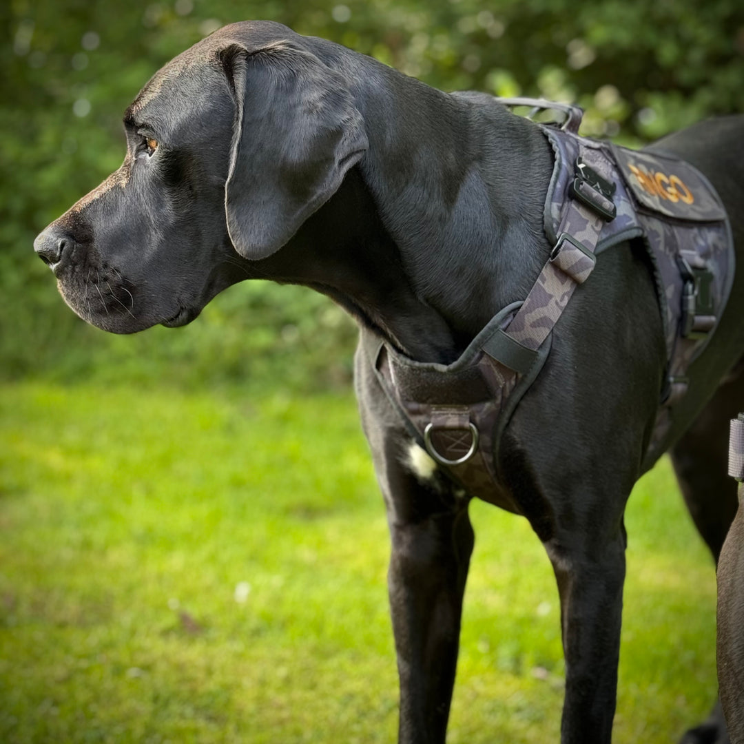Multicam Hundegeschirr