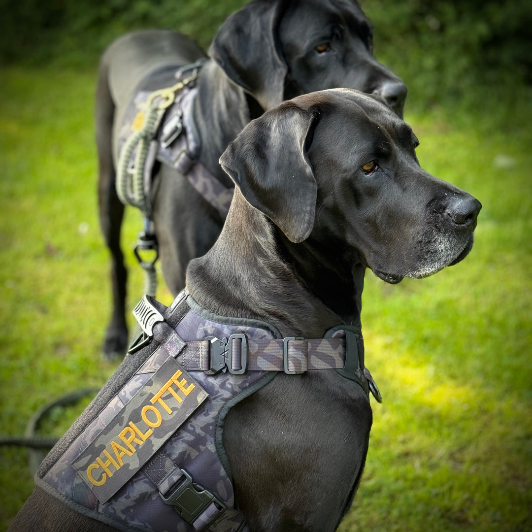Alltrail CC-K9 Eco light Hundegeschirr  - Black camouflage