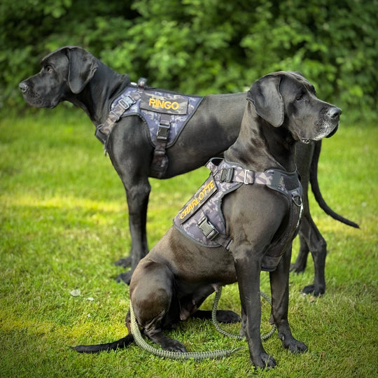 Alltrail CC-K9 Eco light Hundegeschirr  - Black camouflage
