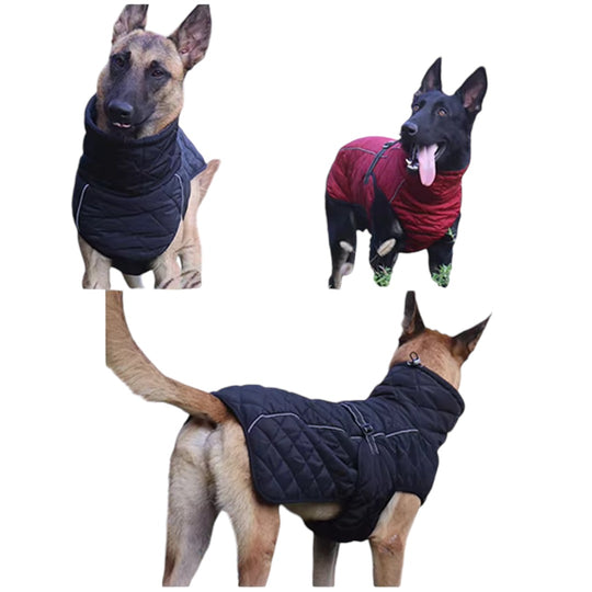 Mantel Malinois