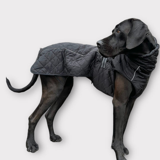 Mantel Deutsche Dogge