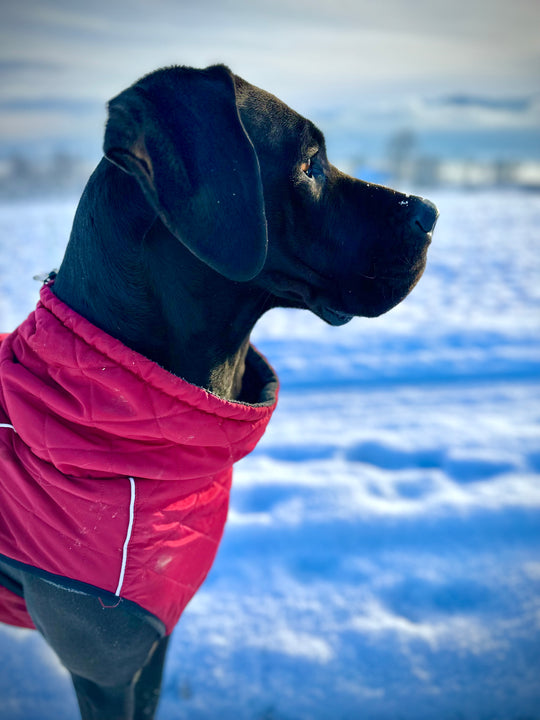 Hundemantel gefüttert