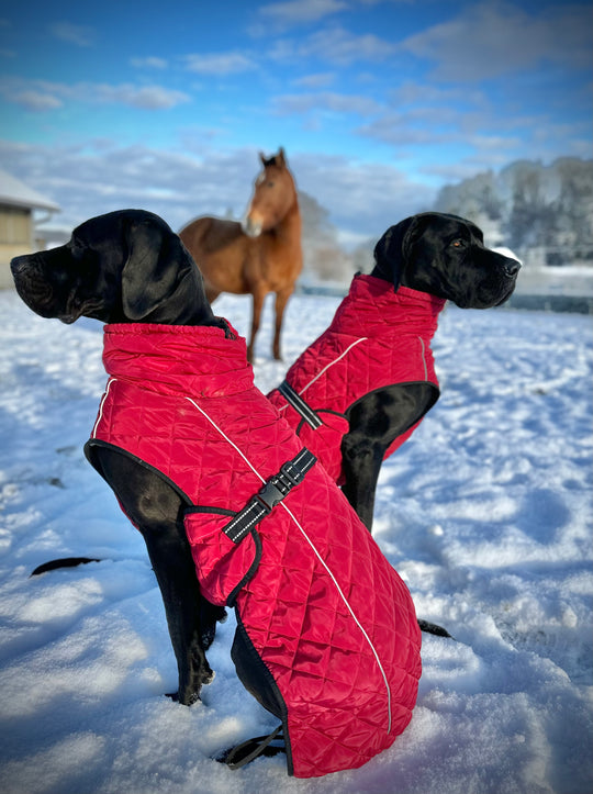 Hundemantel rot grosse Hunde