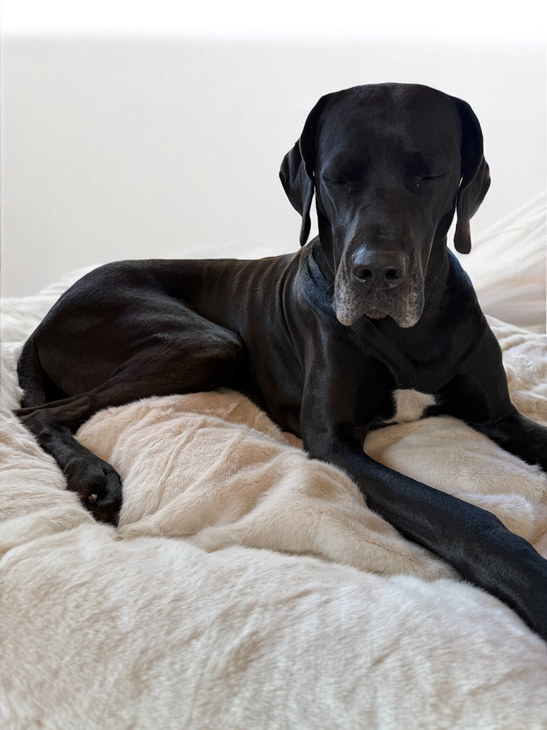 Neu! K9-ComfoCloud - Hundebett 115cm für grosse Hunde