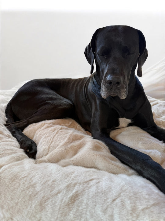 Neu! K9-ComfoCloud - Hundebett 115cm für grosse Hunde