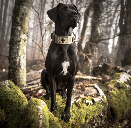 Halsband für Deutsche Dogge und Deutscher Schäferhund