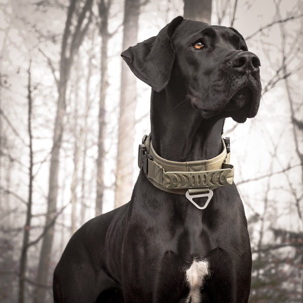 breites halsband für grosse hunde