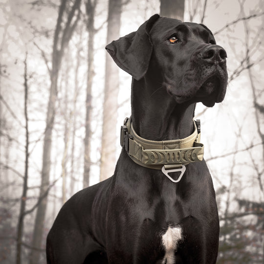 breites halsband für grosse hunde