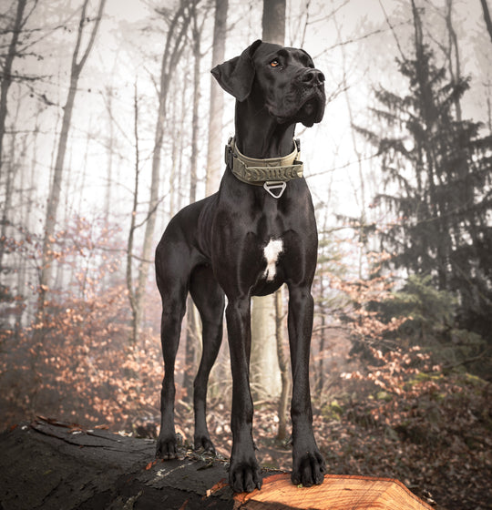 Halsband breit für grosse starke Hunde