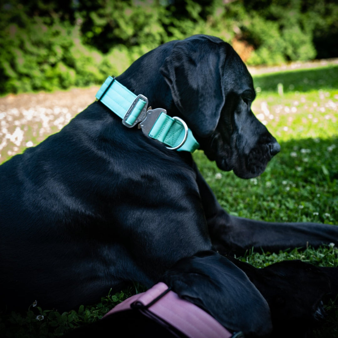Final SALE % On Duty Cobra Haltegriff Halsband 5 cm für grosse Hunde (48 cm-52 cm)