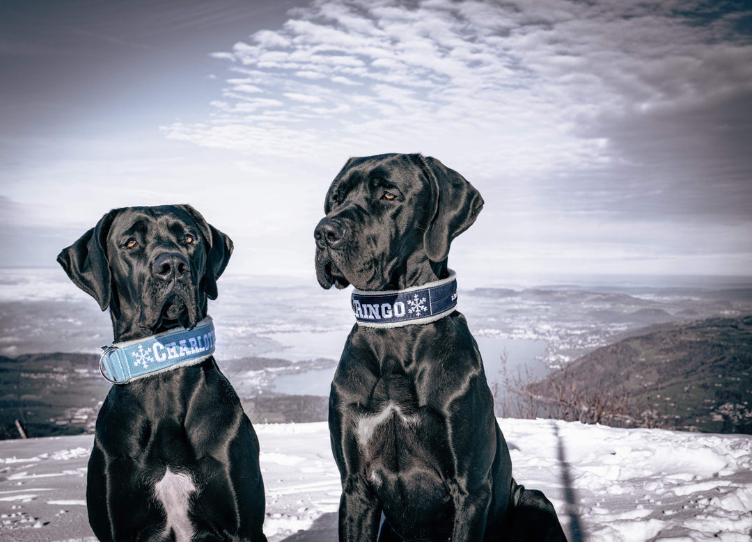 Winter Line Your Choice Halsband 2.5 cm/4 cm/5 cm breit personalisiert mit Plüschpolsterung