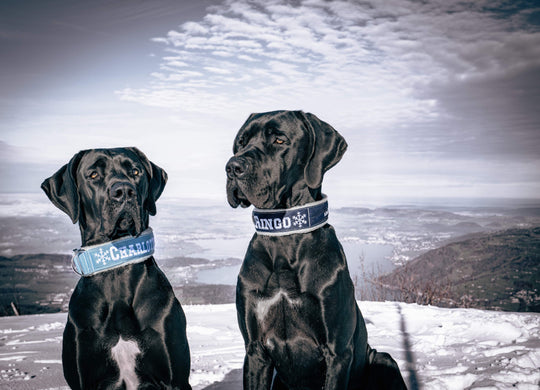 Winter Line Your Choice Halsband 2.5 cm/4 cm/5 cm breit personalisiert mit Plüschpolsterung