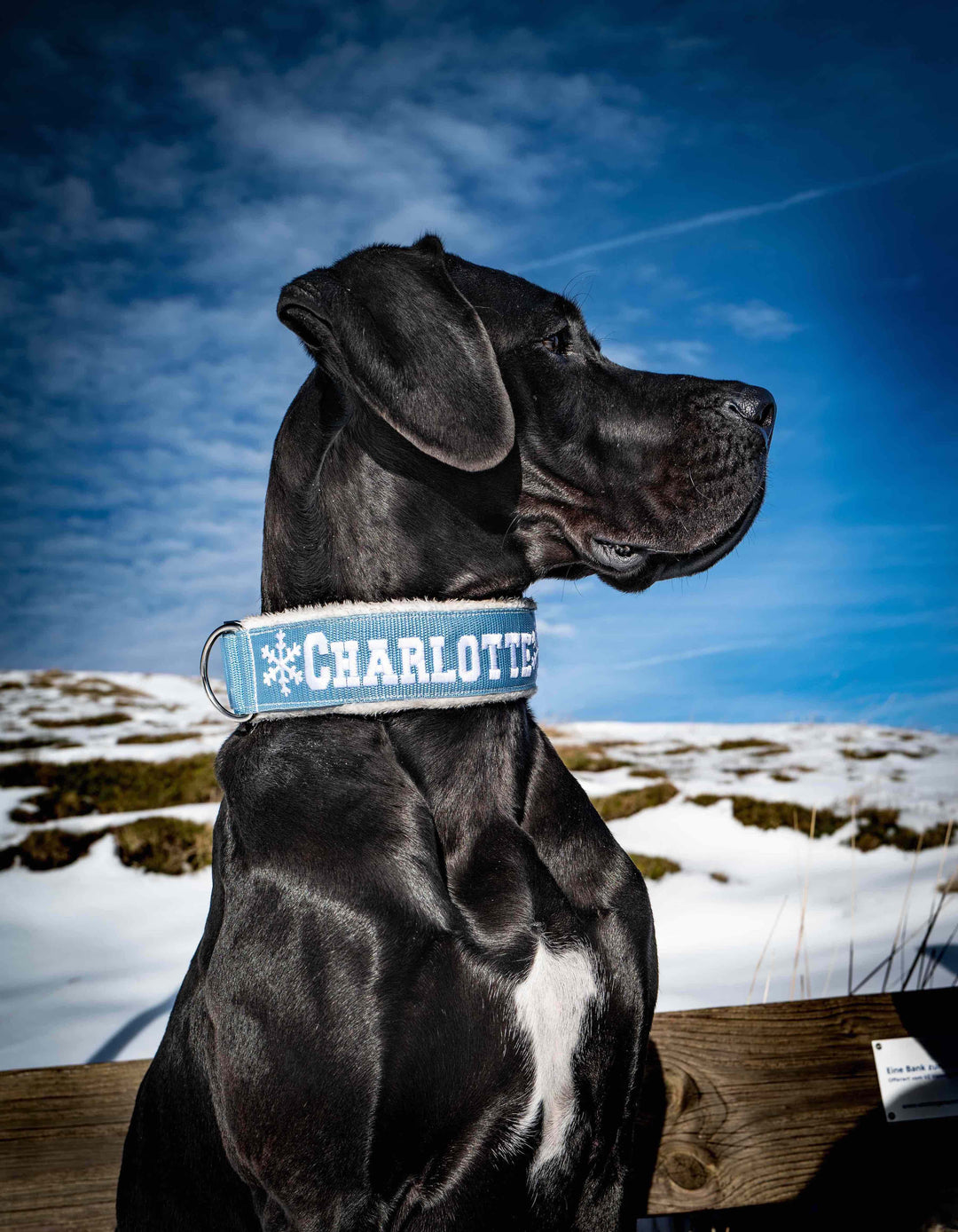 Winter Line Your Choice Halsband 2.5 cm/4 cm/5 cm breit personalisiert mit Plüschpolsterung