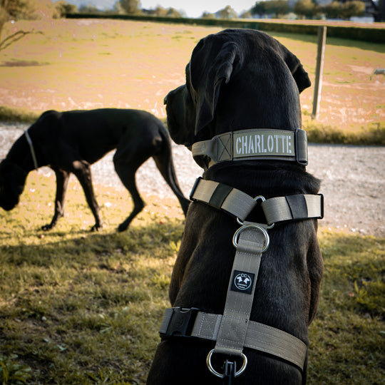 3Point Brustgeschirr On Duty No-Pull Haken