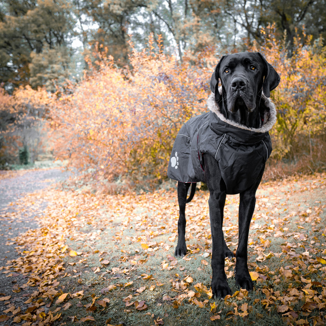 Hundemantel Dogge