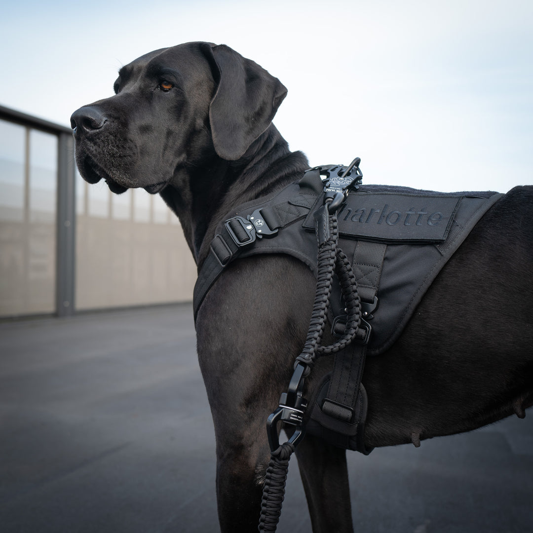 Hund mit Sicherheitsgeschirr