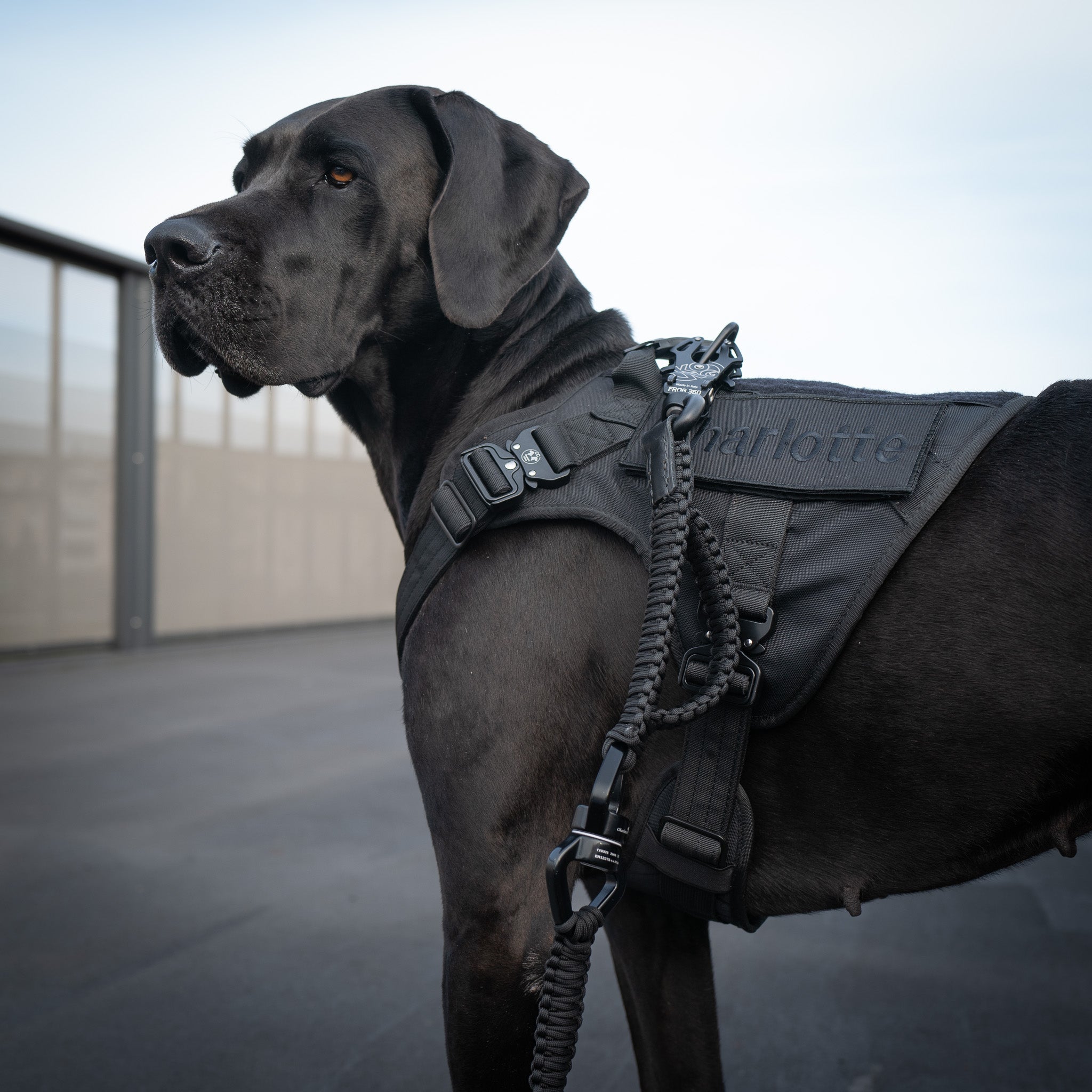 Hund mit Sicherheitsgeschirr