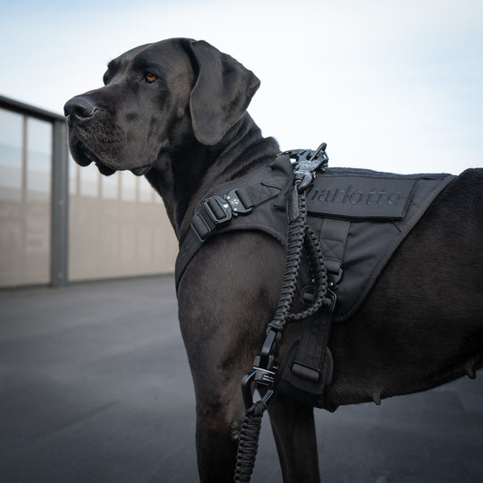 Hund mit Sicherheitsgeschirr