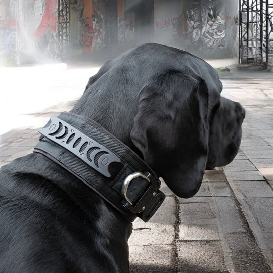 Halsband für Polizeihunde schwarz