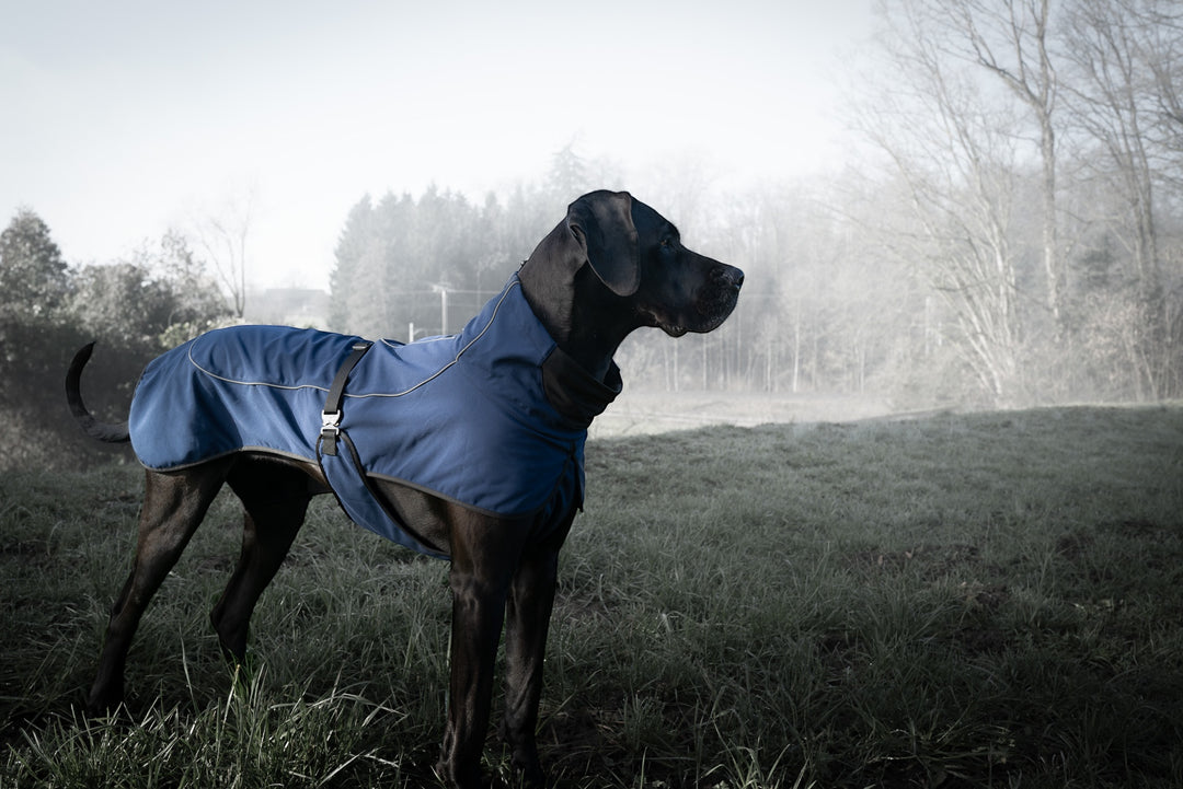 Regenmantel Hund für Frühling Sommer Premium qualität