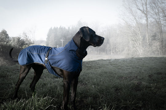 Regenmantel Hund für Frühling Sommer Premium qualität