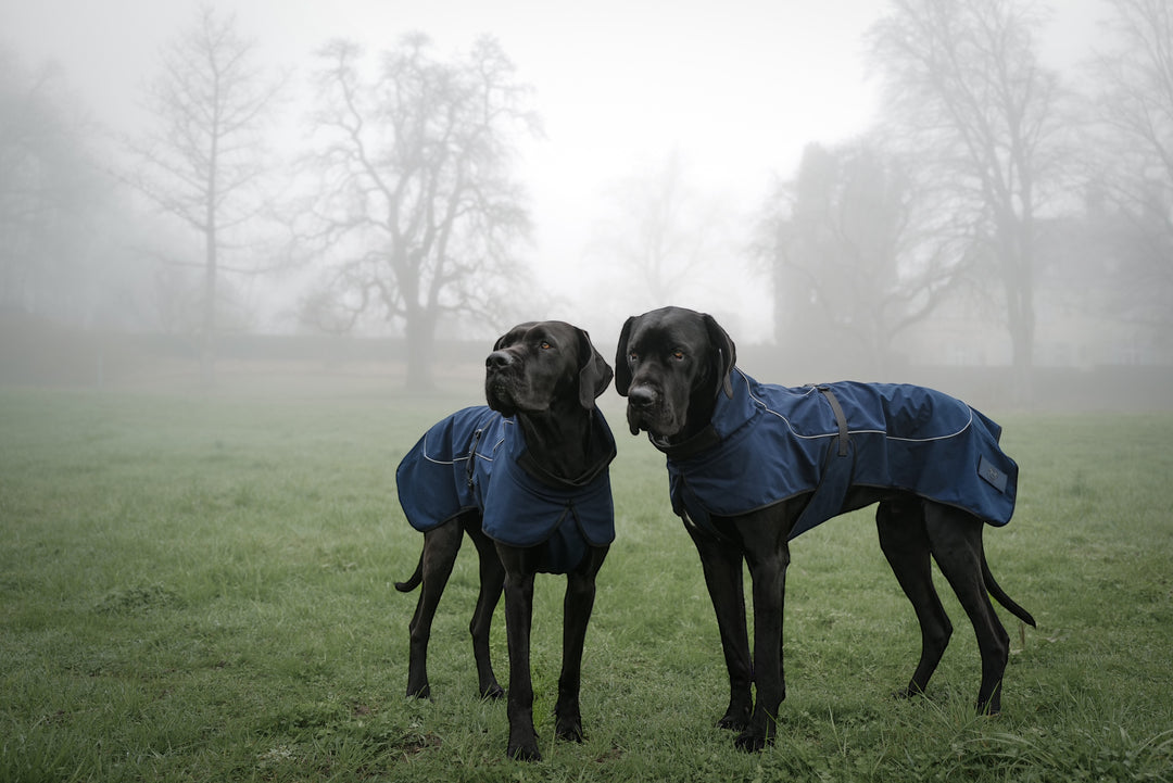 windjacke für grosse hunde