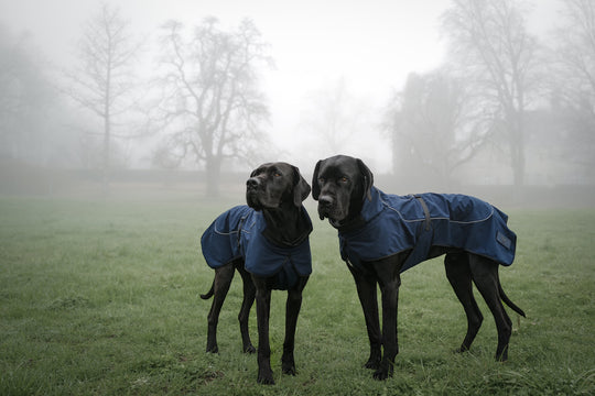 windjacke für grosse hunde
