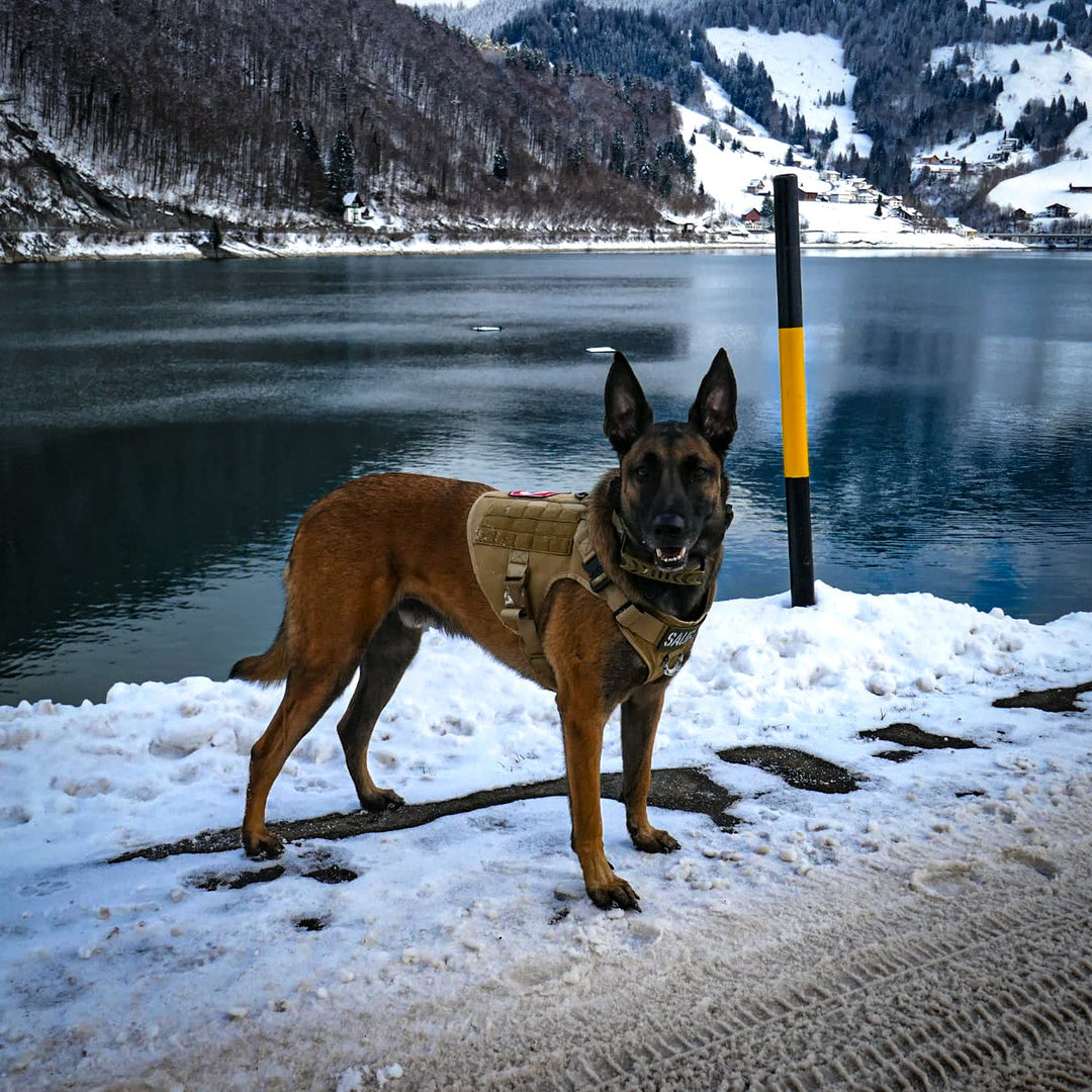Hunde Gestältli Gstältli