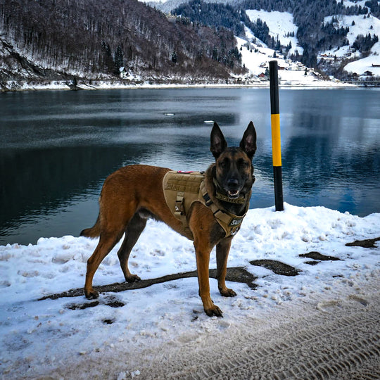 Hunde Gestältli Gstältli