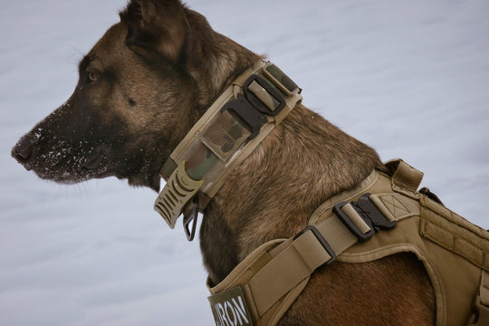 Geschirr Schäfer Malinois