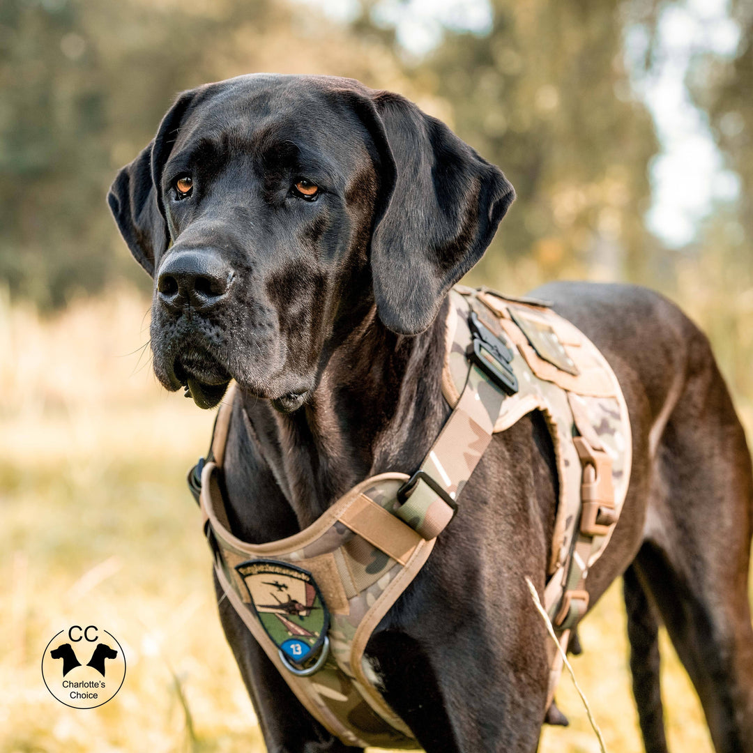 Alltrail CC-K9 Eco light Hundegeschirr - schwarz