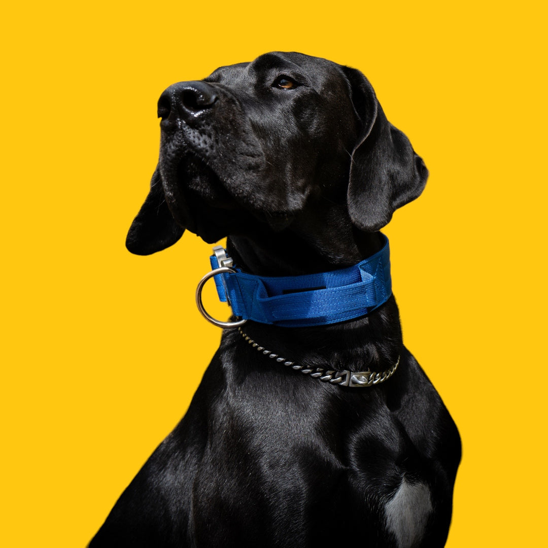 Final SALE % On Duty Cobra Haltegriff Halsband 5 cm für grosse Hunde (48 cm-52 cm)