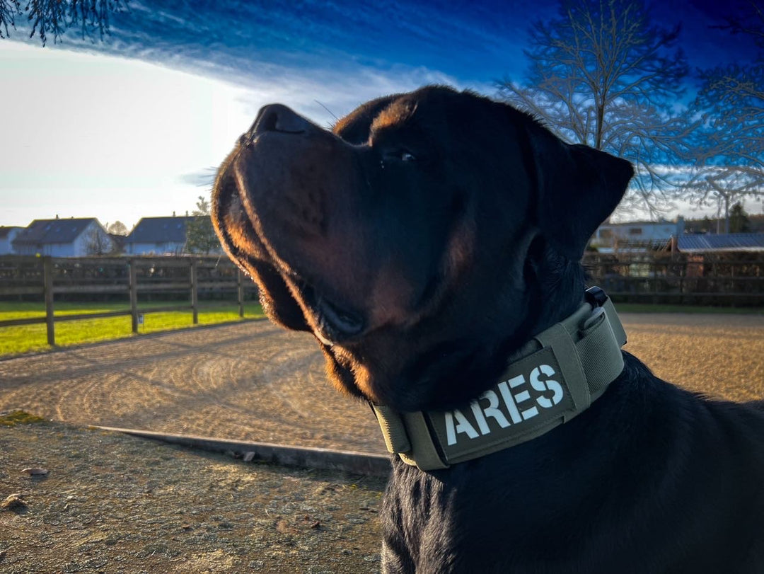 Halsband rottweiler breit