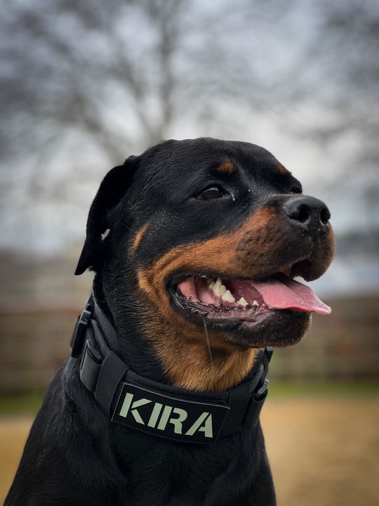 die beten Halsbänder für Rottweiler