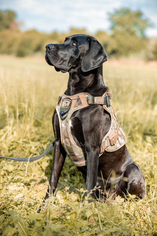 Alltrail CC-K9 Eco light Hundegeschirr - army-grün SALE % M & XL