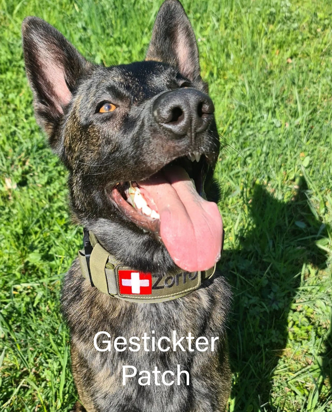 Halsband GSD