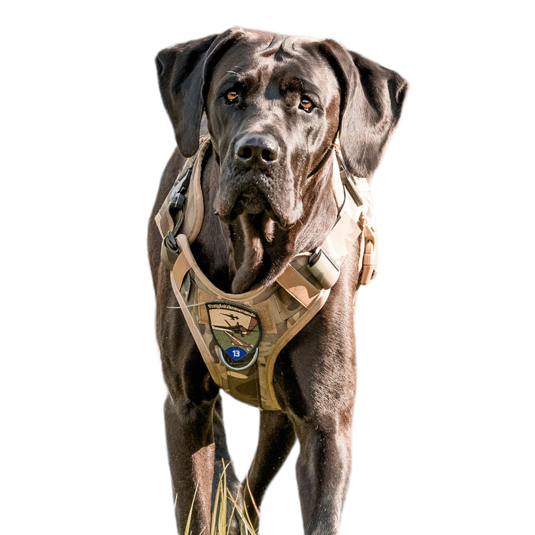 Alltrail CC-K9 Eco light Hundegeschirr - schwarz