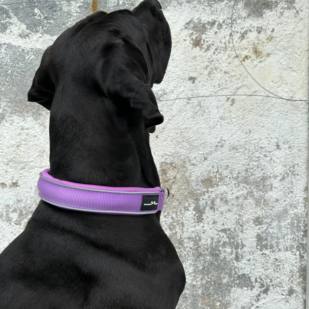 XL Bully Halsband