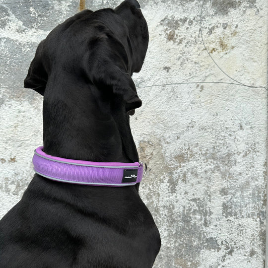 XL Bully Halsband